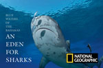 National Geographic: An Eden for Sharks Photo