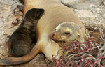 Sea lions massacred in Galápagos Islands Photo