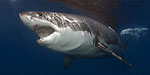 Mexico passes shark finning ban Photo