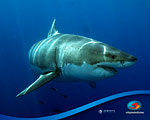 Film Review: Island of the Great White Sharks Photo