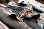 Petition: stop distribution of shark fins Photo