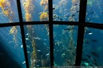 Are public aquariums good or bad? Photo