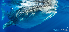 Paper catalogs whale shark movements off Madagascar Photo
