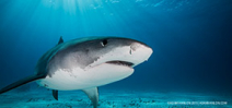 SharkBase seeks citizen shark scientists Photo