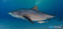 Fatality from Tiger Shark in Cocos Island Photo