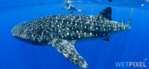 Paper explains location of whale shark aggregations Photo