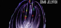 Video: Comb Jellyfish and Pleurobranchia by Frazier Nivens Photo