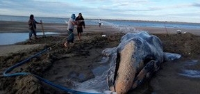 Beached Gray whale survives 3 days in Mexico Photo