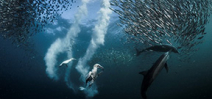 Sardine Run image wins National Geographic contest Photo