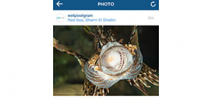 Instagram allows portrait and landscape aspect ratios Photo
