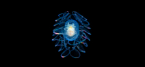PetaPixel features underwater images of plankton Photo