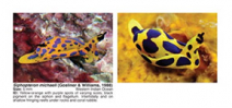 Book Review: Nudibranch and Sea Slug Identification - Indo-Pacific Photo
