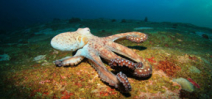 Video: Wild Oceans Octopus Photo