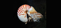 Video: Encounter with a Nautilus Photo
