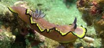 Video: 50 shades of Nudibranch Photo