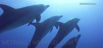 Video: Wild Oceans Playful dolphins and a zebra shark Photo