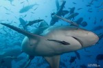 Fiji’s first annual Ultimate Shark Photo & Video Shootout Photo