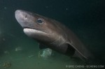 Diving with sixgill sharks in Seattle Photo