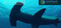 Video: Diver surrounded by hammerhead sharks Photo