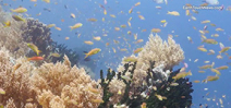 Wild Oceans: Sogod Bay in 4K Photo