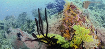 Video: Corals, clear waters and cruising fish Photo