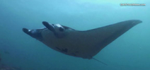 Video: Diving Manta Alley by Earth Touch Photo