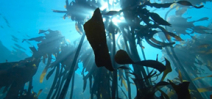 Video: Sony F55 underwater by Dan Beecham Photo
