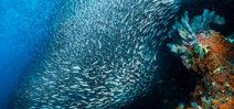 Image: Shoals of Baitfish by Martyn Guess Photo