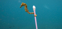 DPReview interviews Justin Hofman about his seahorse image Photo