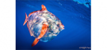 Opah found to be first warm-blooded fish Photo