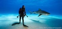 National Geographic launches its Summer of Sharks Photo
