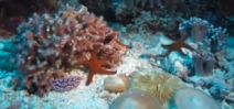 Coral reefs come to life in underwater time lapse video Photo