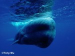 Sperm whale expedition to Ogasawara, Japan Photo