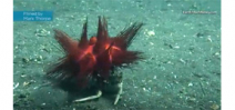 Wild Oceans: Crab uses urchin shield Photo