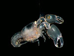 Hawaii underwater survey reveals new species Photo