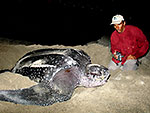 Leatherback Turtles Revisted Photo