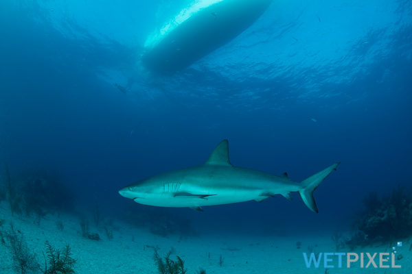 Costa Rica shark finning on Wetpixel
