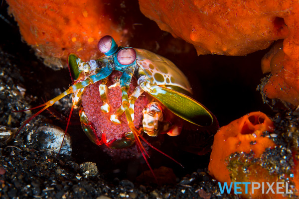 Mantis shrimp on Wetpixel