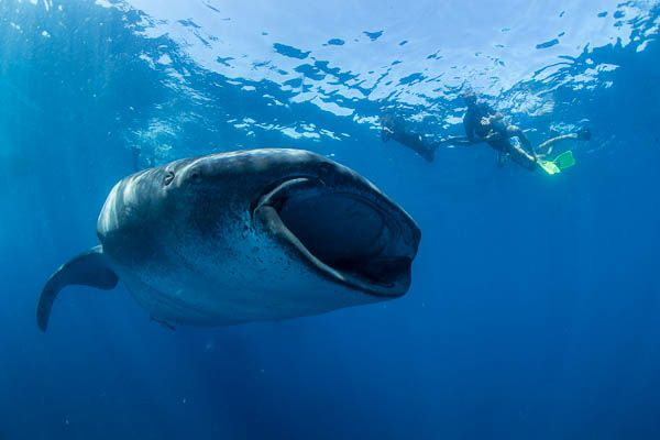 Wetpixel whale sharks 2014