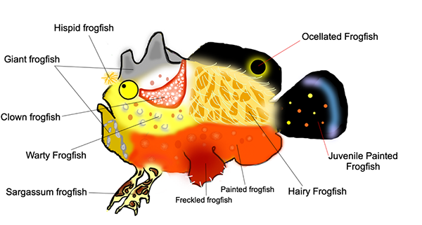 Frogfish identifier on Wetpixel