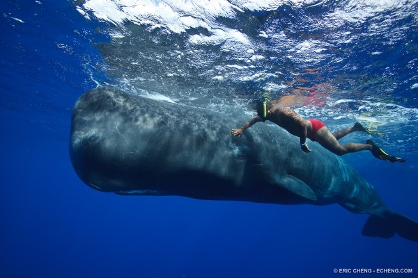 Intimate encounter between human and sperm whale, Dominica