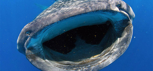 Eric whale shark on Wetpixel
