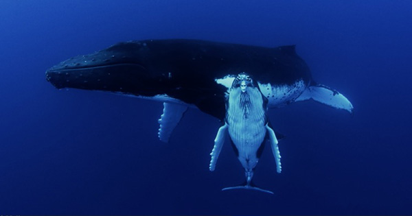 Howard Hall humpbacks on Wetpixel