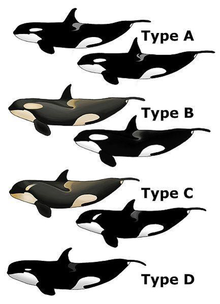 Orca type D on Wetpixel