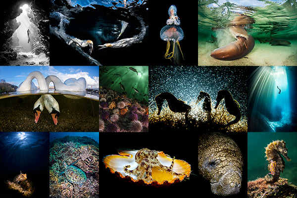 Underwater imaging contests on Wetpixel