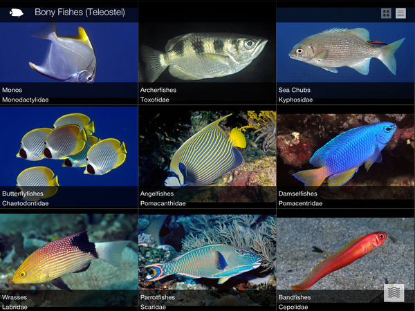 Reef Fish of the East Indies app on Wetpixel